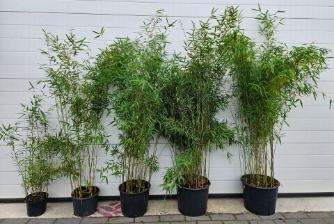 Assortiment