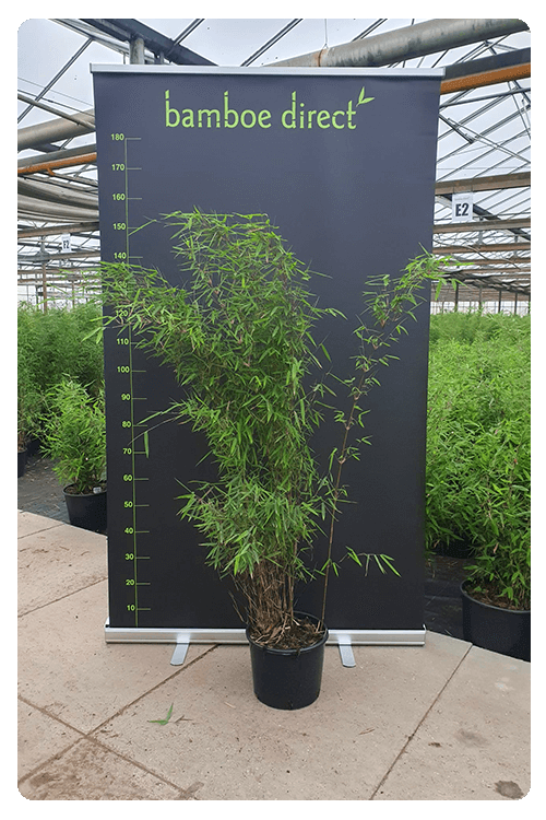 Bamboe Direct leverancier