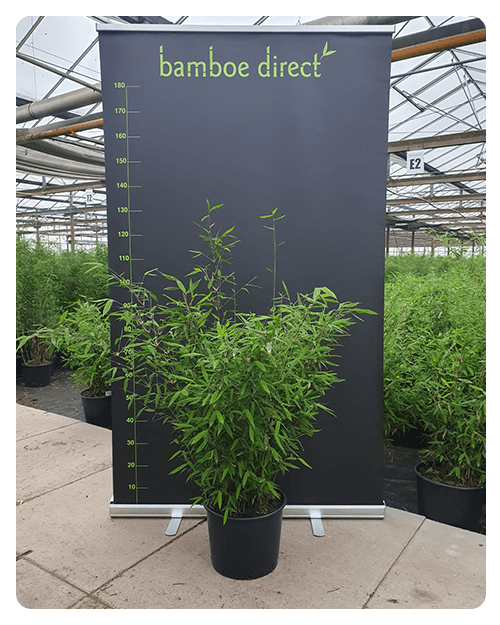 Bamboe leverancier